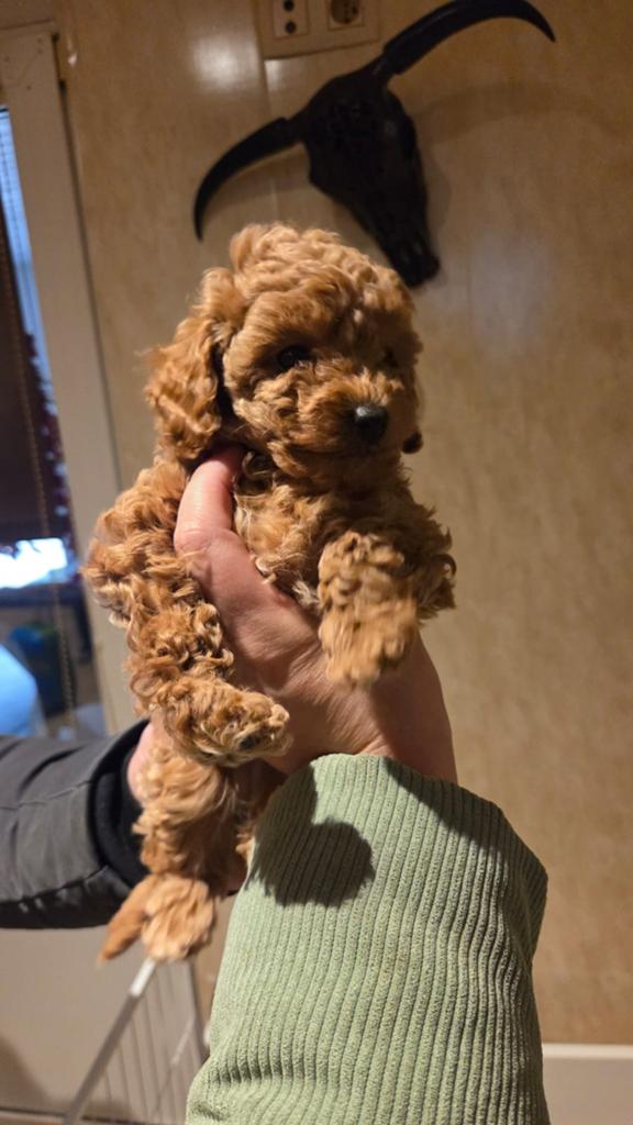 Toypoedel pups, Dieren en Toebehoren, Poedel, 8 tot 15 weken, Teef, Meerdere
