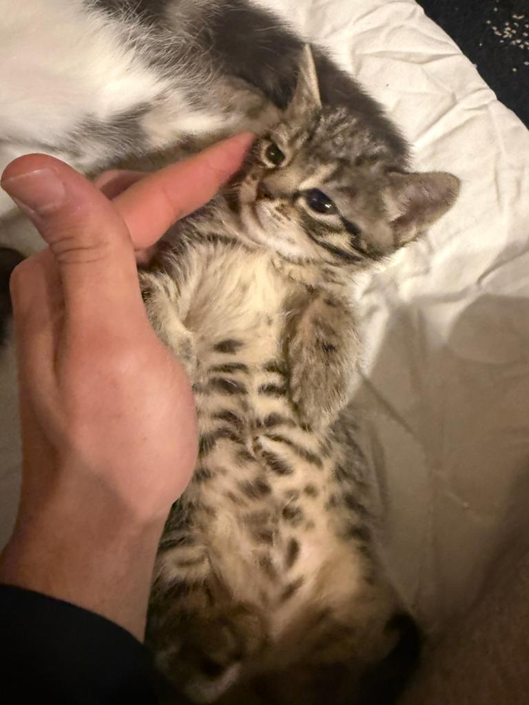Kat, Dieren en Toebehoren, Kater