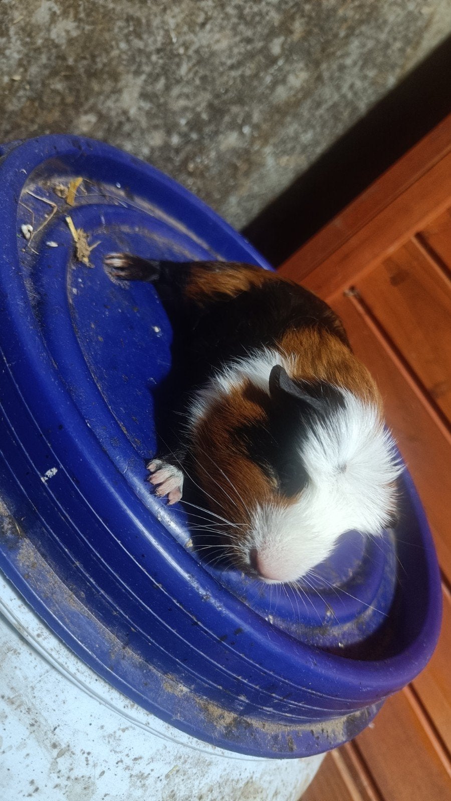 Jongen cavia beertjes 3, Cavia, Mannelijk, Mei, Tam