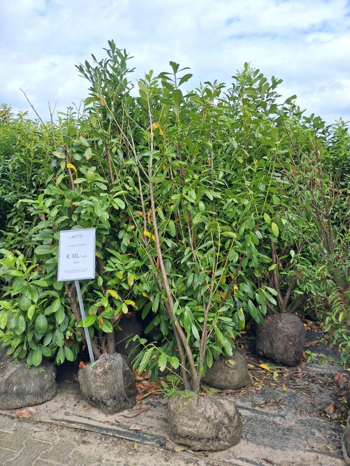 Laurier struiken - Actieprijs per stuk €30,- 150-200 cm hoog, Ophalen of Verzenden, Laurier, Struik, 100 tot 250 cm