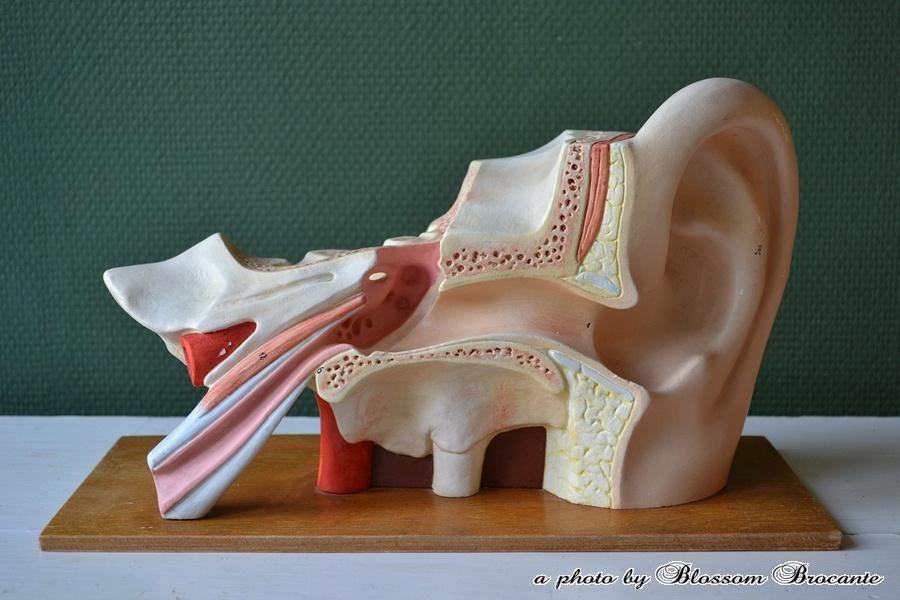 Anatomisch model oor BLOSSOM BROCANTE, Antiek en Kunst, Ophalen of Verzenden