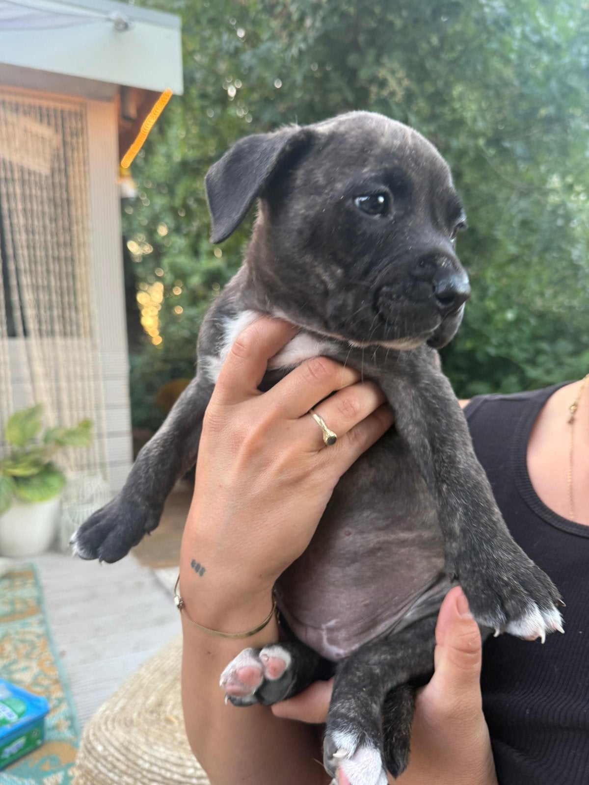 Nog 1 pup te koop!, Parvo, 8 tot 15 weken, Meerdere, Meerdere dieren