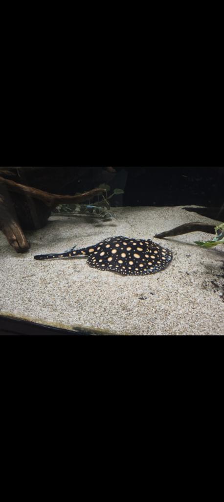 Potamotrygon hybride / meerval / arowana / rog, Vis