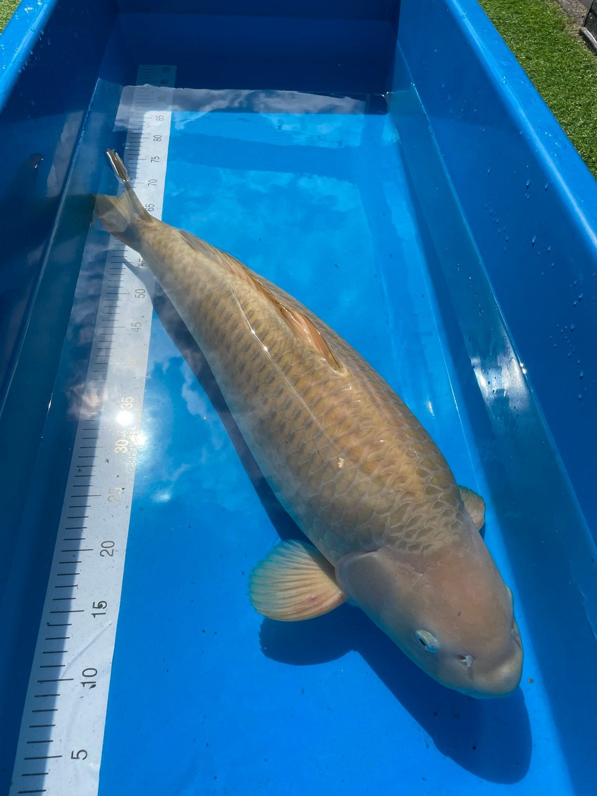 Grote brede chagoi van Marusei, Karper of Koi