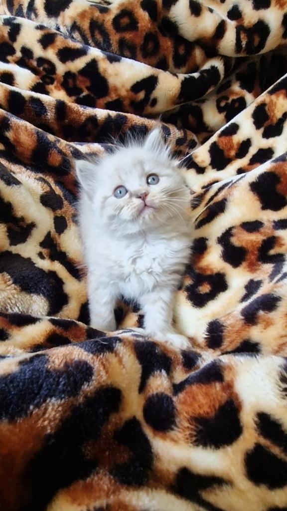 Ragdoll x maincoon kittens, Meerdere dieren, Ontwormd, 0 tot 2 jaar