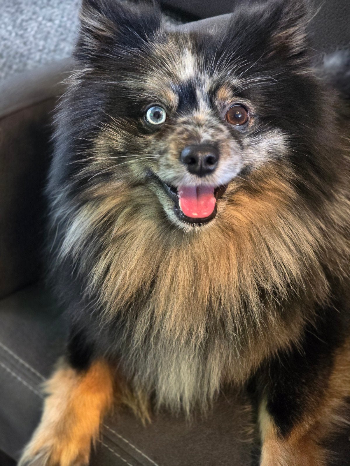 Pomeranian Blue Merle, Reu, Eén hond, Klein, CDV (hondenziekte)
