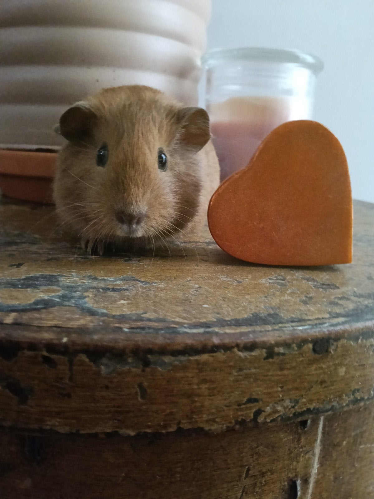 Cavia zusjes geb 28/8, Dieren en Toebehoren, Cavia, Augustus, Vrouwelijk, Tam