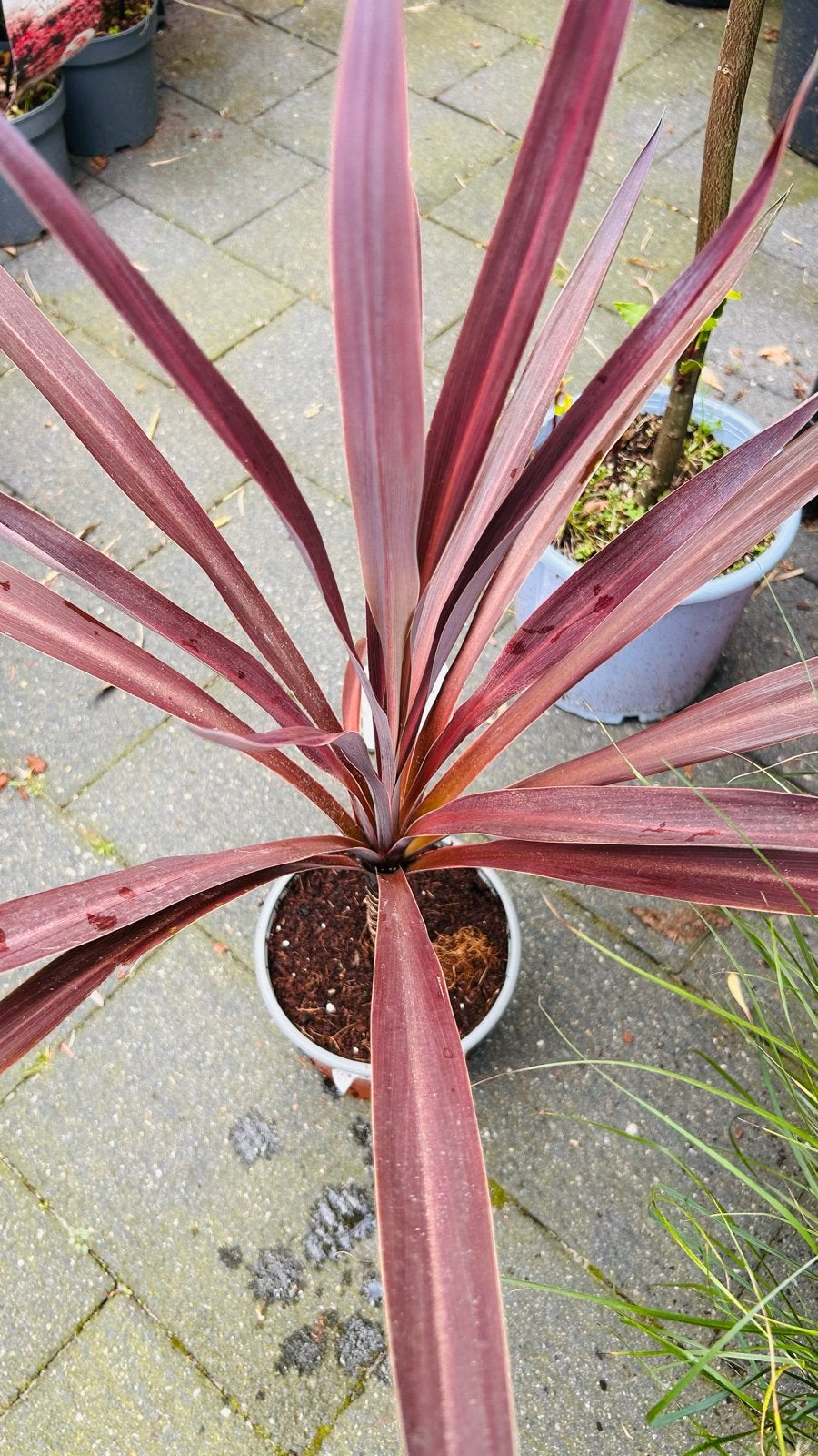 Cordyline Australis Red Star - Rode Koolpalm, Volle zon, Vaste plant, Bloeit niet, Ophalen
