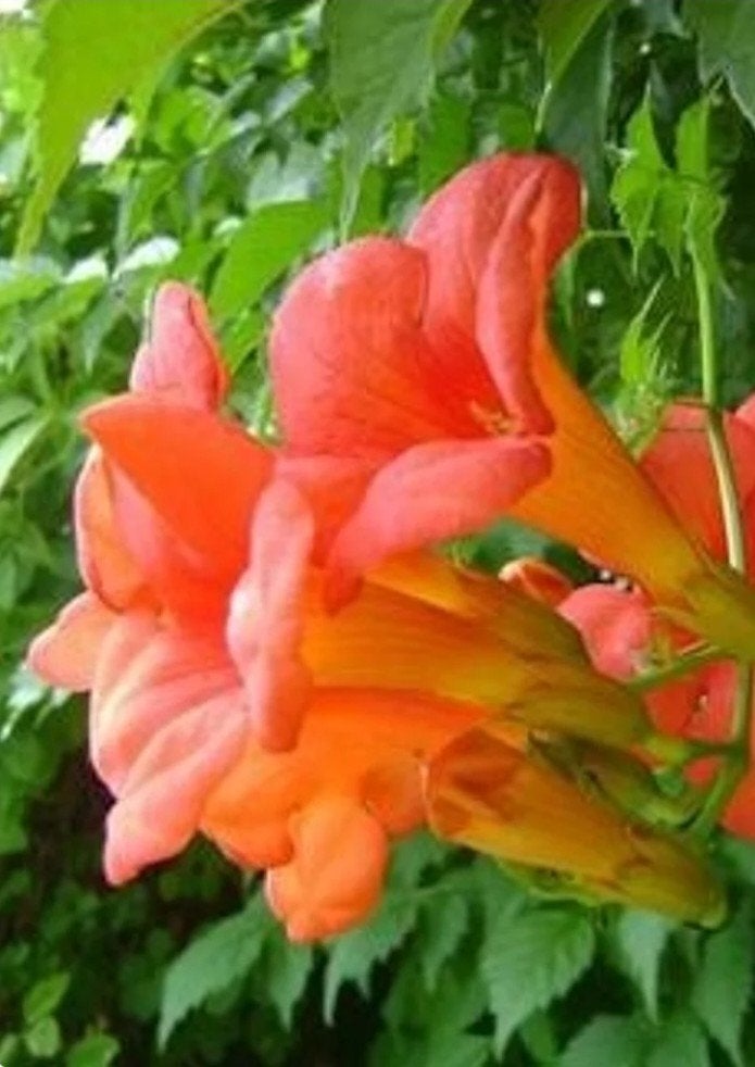 Oranje Trompetbloem (Campsis radicans) - Klimplant, Tuin en Terras, Planten | Tuinplanten, Klimplanten, Volle zon, Zomer, Ophalen of Verzenden