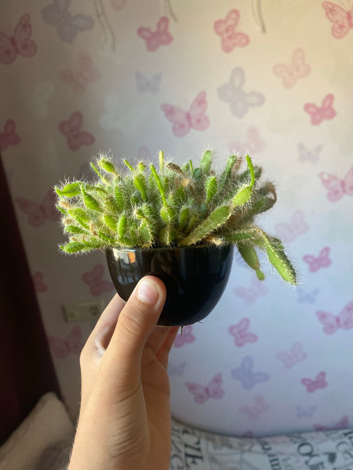 Levendige Rhipsalis: Ideaal voor elke plantenliefhebber!, Ophalen, Halfschaduw, Minder dan 100 cm, Groene kamerplant