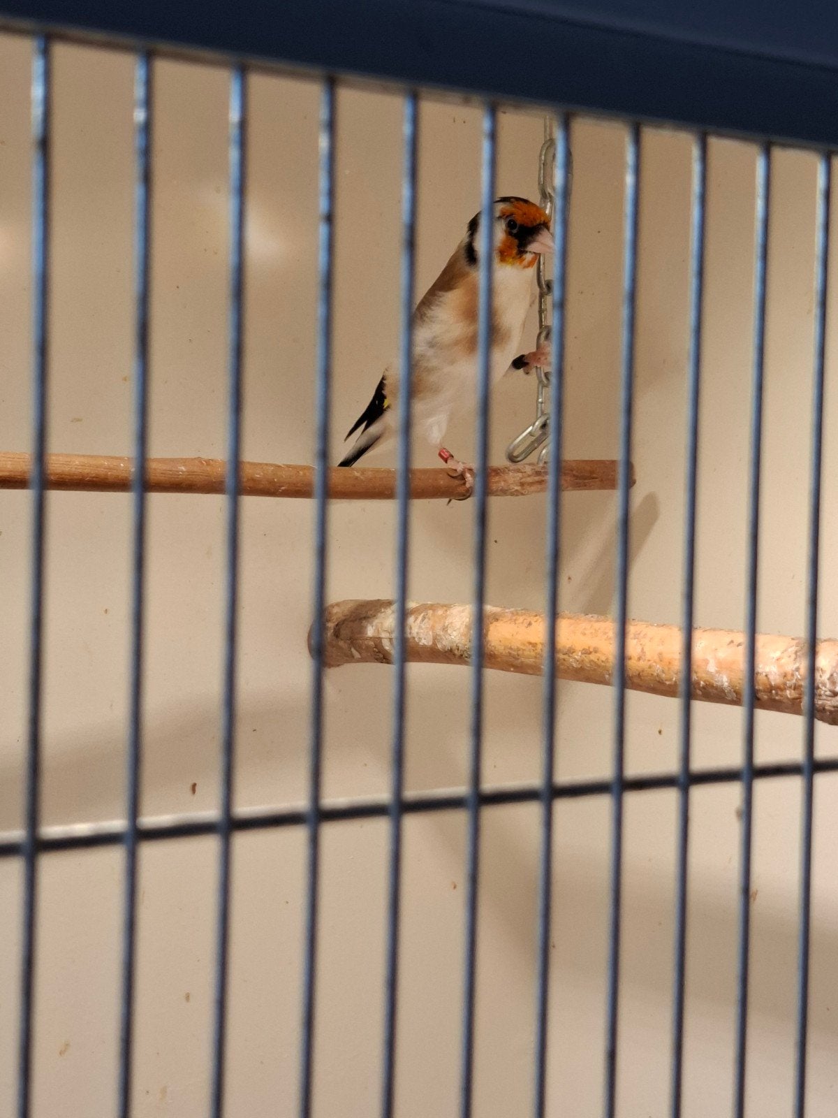 Putters wildkleur pop., Meerdere dieren, Wildzangvogel, Geringd