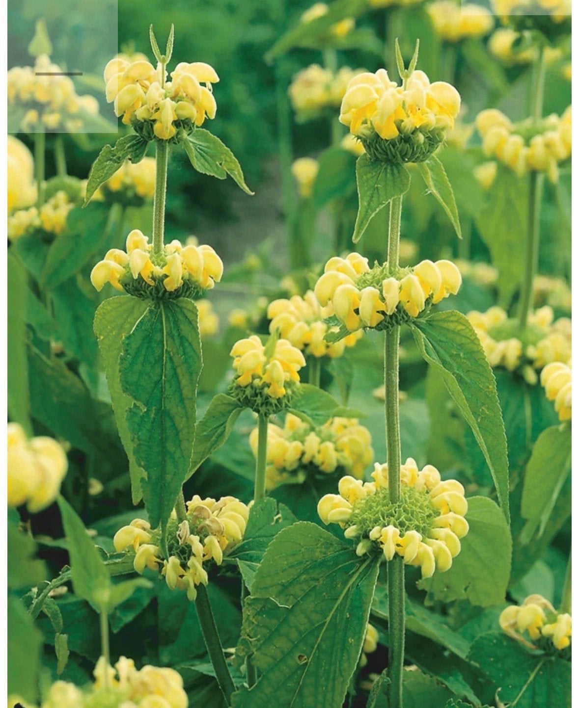 Brandkruid/etagebloem (phlomis russeliana), Ophalen, Bodembedekkers, Vaste plant, Halfschaduw