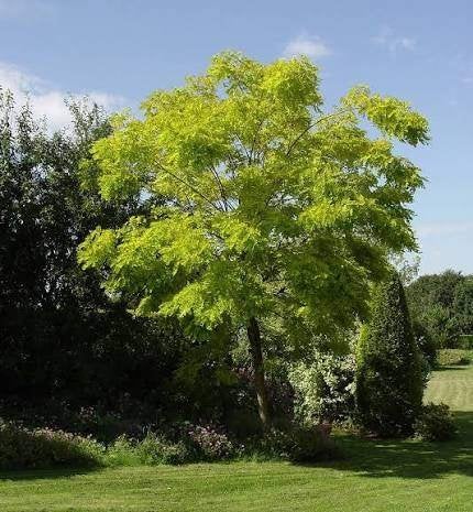 Valse Acacia | Robinia pseudoacacia - schijnacacia | OP = OP, Overige soorten, Zomer, 400 cm of meer, Ophalen
