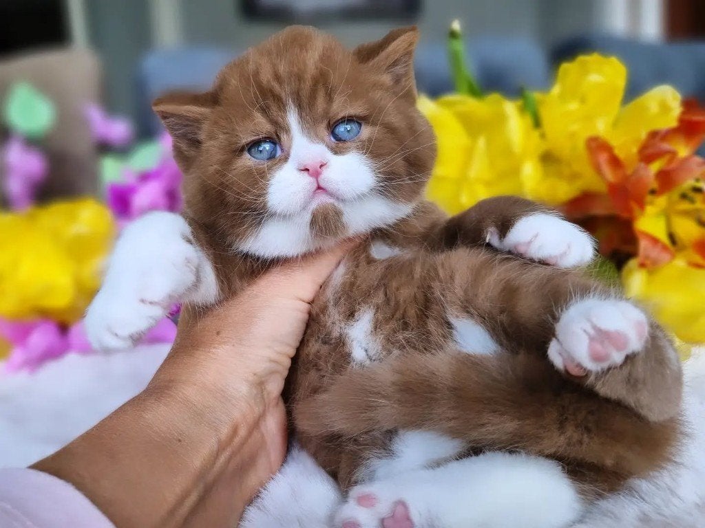 Cinnamon Top Quality British Kitten, Dieren en Toebehoren, Katten en Kittens | Raskatten | Korthaar, Kater, Met stamboom, 0 tot 2 jaar