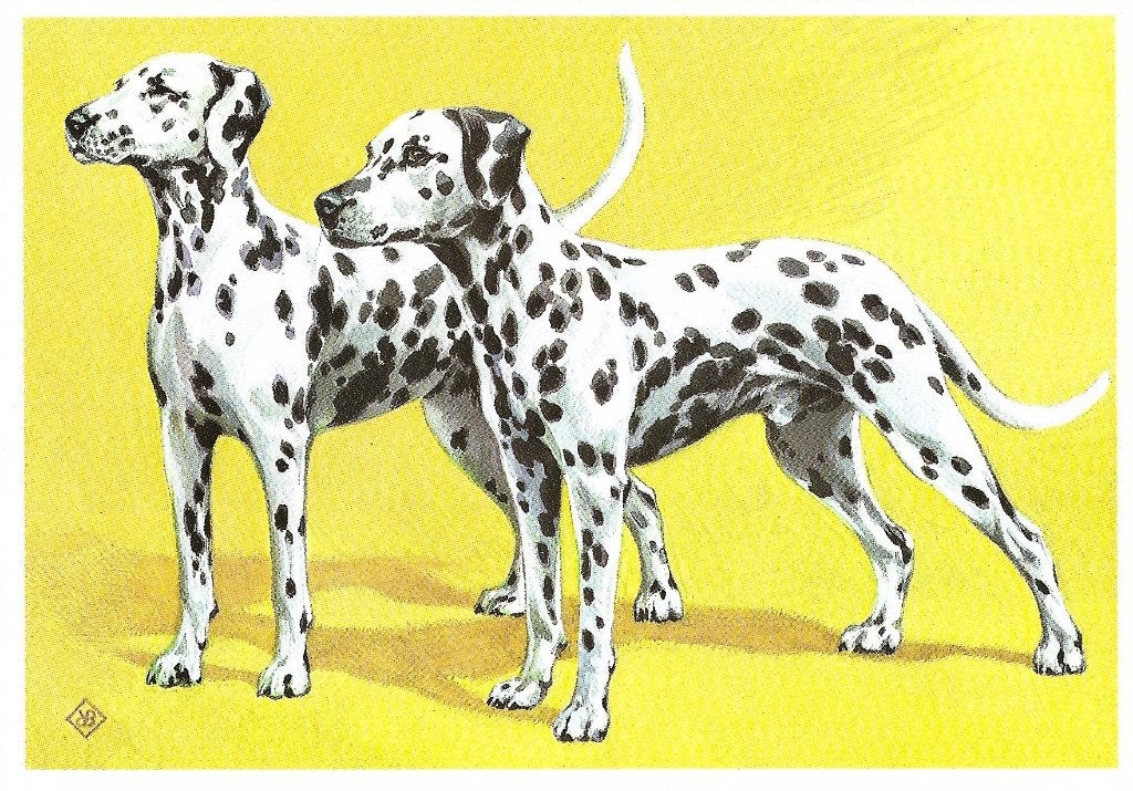 Ansichtkaart  	Hond	Dalmatiër, Verzenden, 1960 tot 1980, Gelopen, Hond of Kat