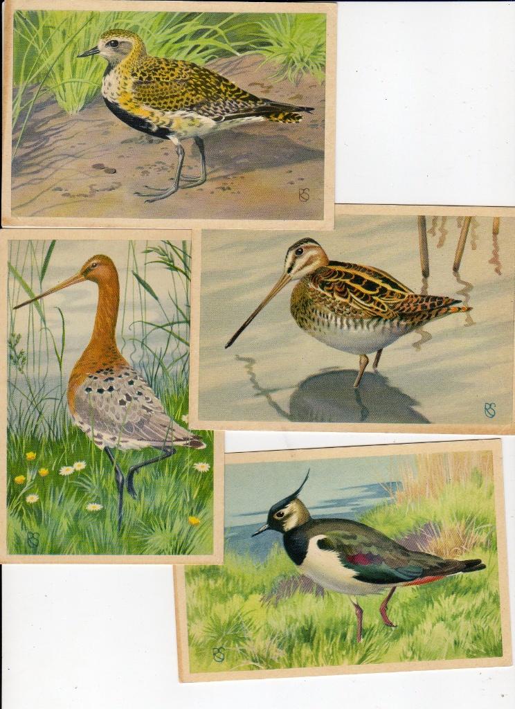 44 vogelplaatjes/kaarten jaren "50 ( TEO jam ), Gebruikt, Ophalen of Verzenden, 1940 tot 1960, Dier