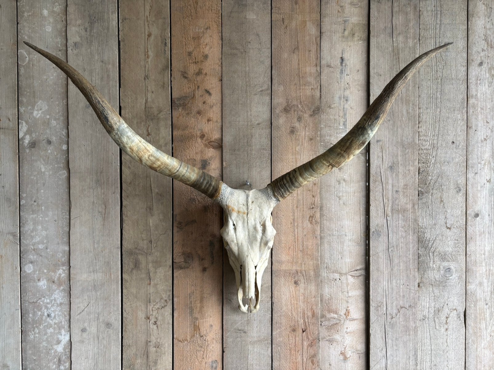 Mooie stoere watusi schedel!, Ophalen, Zo goed als nieuw, Overige soorten, Schedel