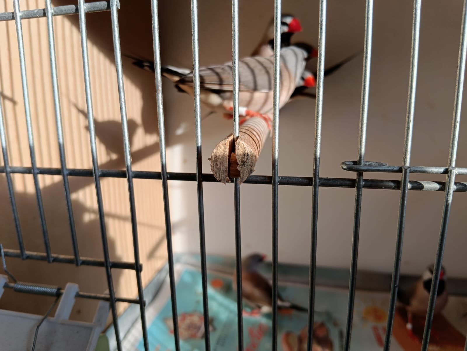 19 volwassenen spitstaarten en 8 jongen op laatste foto, Dieren en Toebehoren, Vogels | Overige Vogels, Meerdere dieren