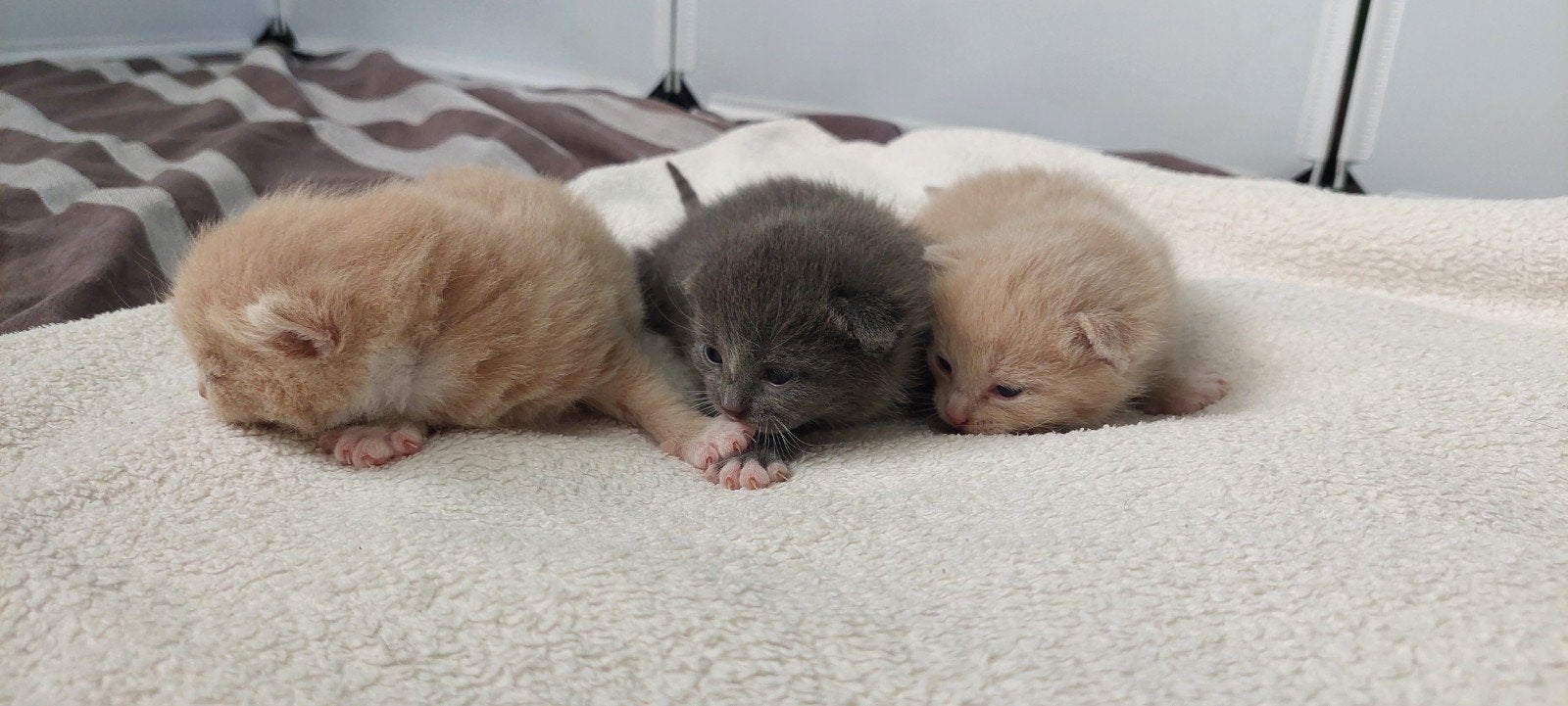 3 mooie kittens te koop, Meerdere dieren, Kortharig, 0 tot 2 jaar