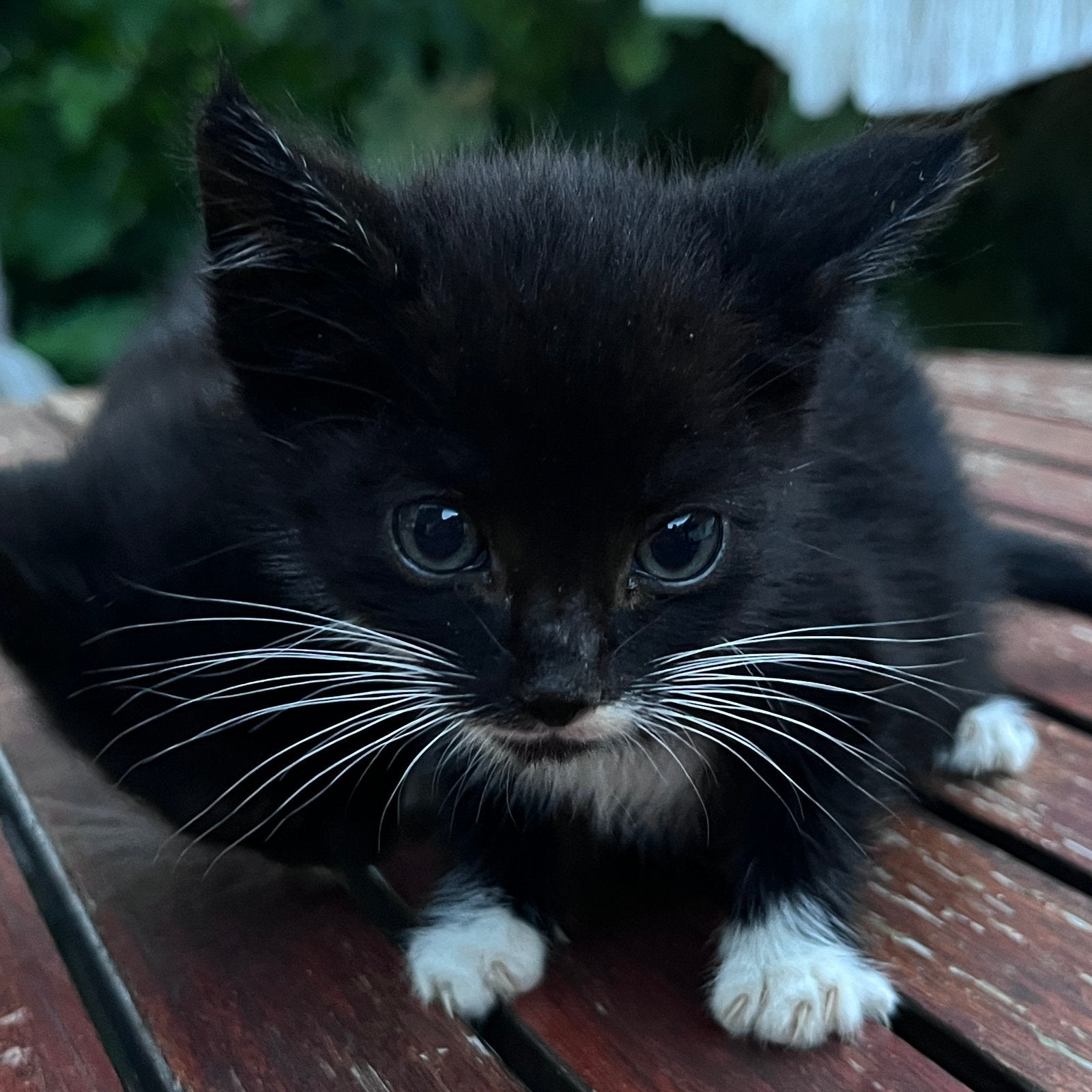 Boerderij kittens te koop, Meerdere dieren