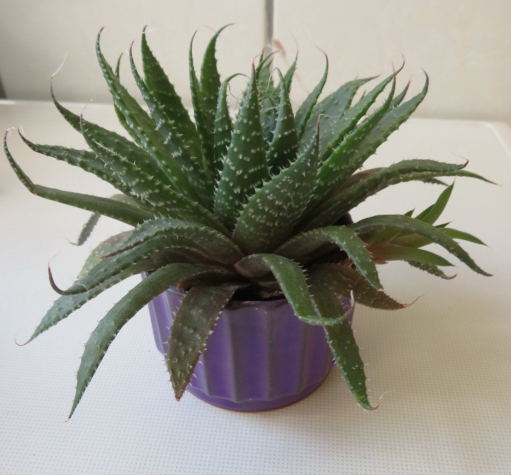 Vetplant Lace Aloe/ Aloe Aristata, Vetplant, Minder dan 100 cm, Groene kamerplant, Halfschaduw