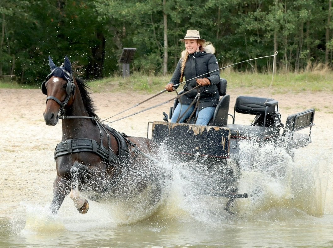 Stoere allrounder, Met stamboom, B, Ruin, 160 tot 165 cm