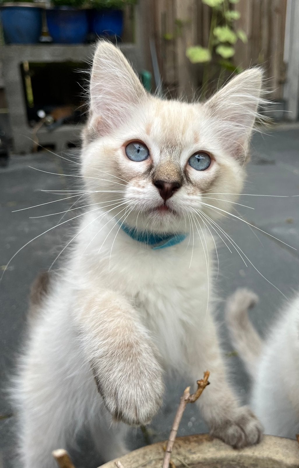 Prachtige bue tabby/lynx point kater met stamboom, Dieren en Toebehoren, Katten en Kittens | Raskatten | Langhaar, Kater, Met stamboom