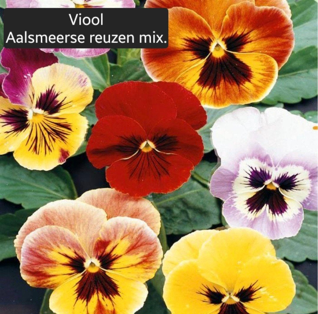 Viool Aalsmeerse Reuzen Mix - Kleurrijke Bloemenpracht, Ophalen, Voorjaar, Volle zon, Zaad