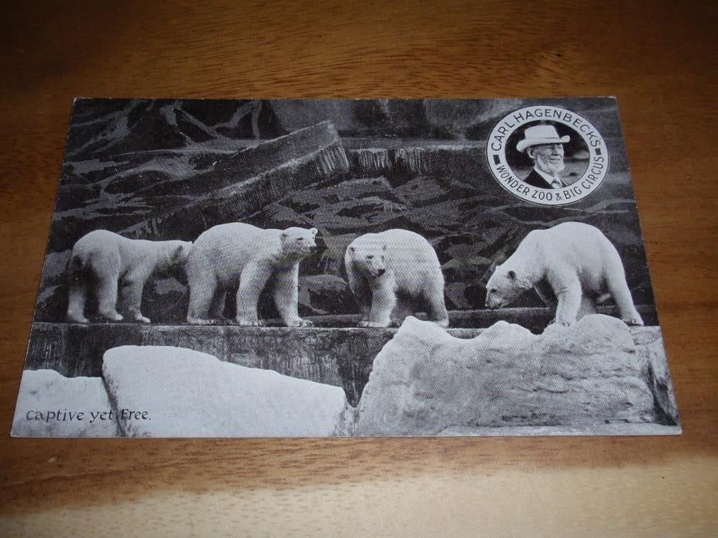 IJsbeer Wonder Zoo Dierentuin Hagenbeck Big Circus, Verzenden, Voor 1920, Ongelopen, Wild dier