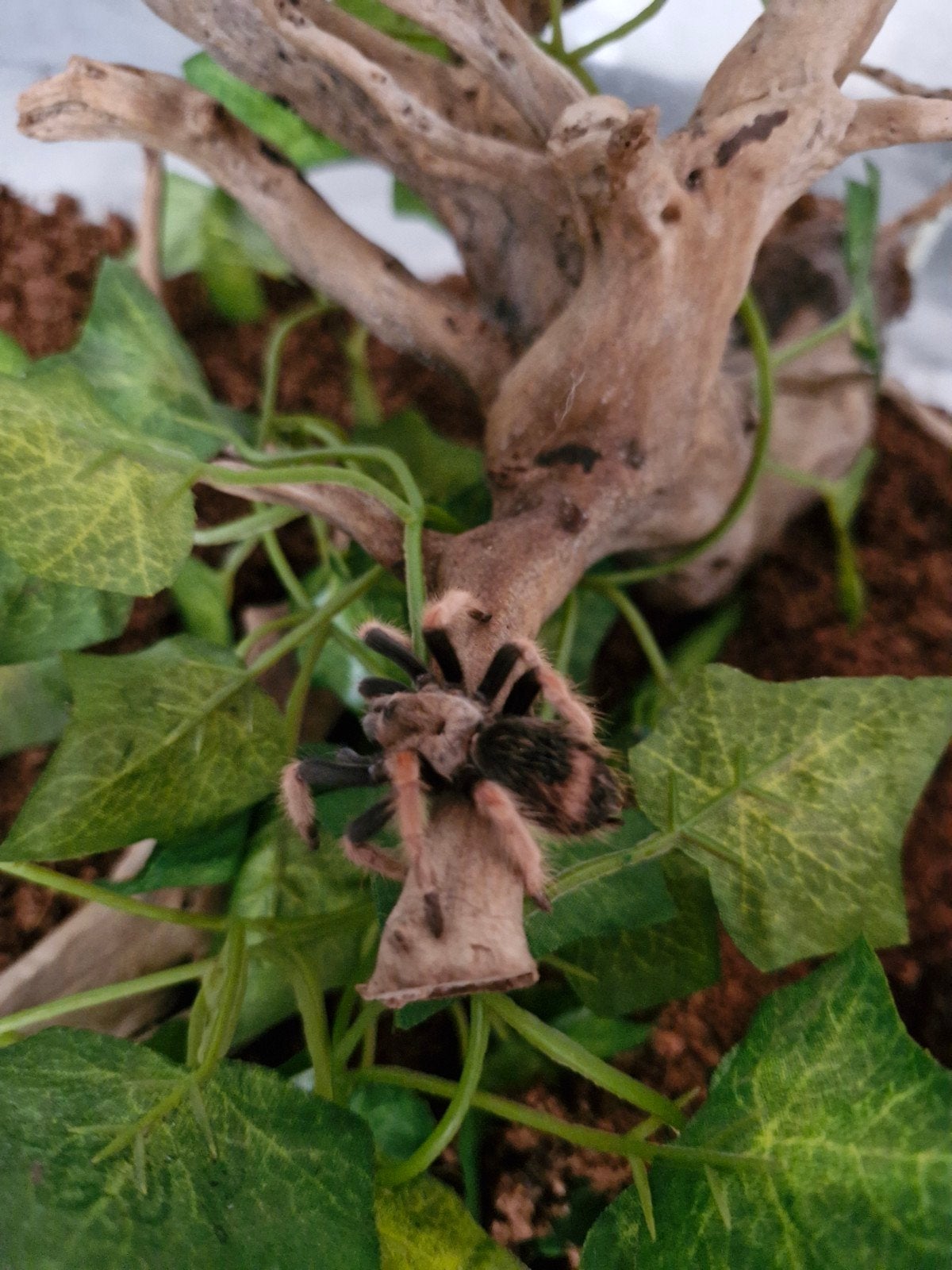 Vogelspin incl. Terrarium, Dieren en Toebehoren, Insecten en Spinnen