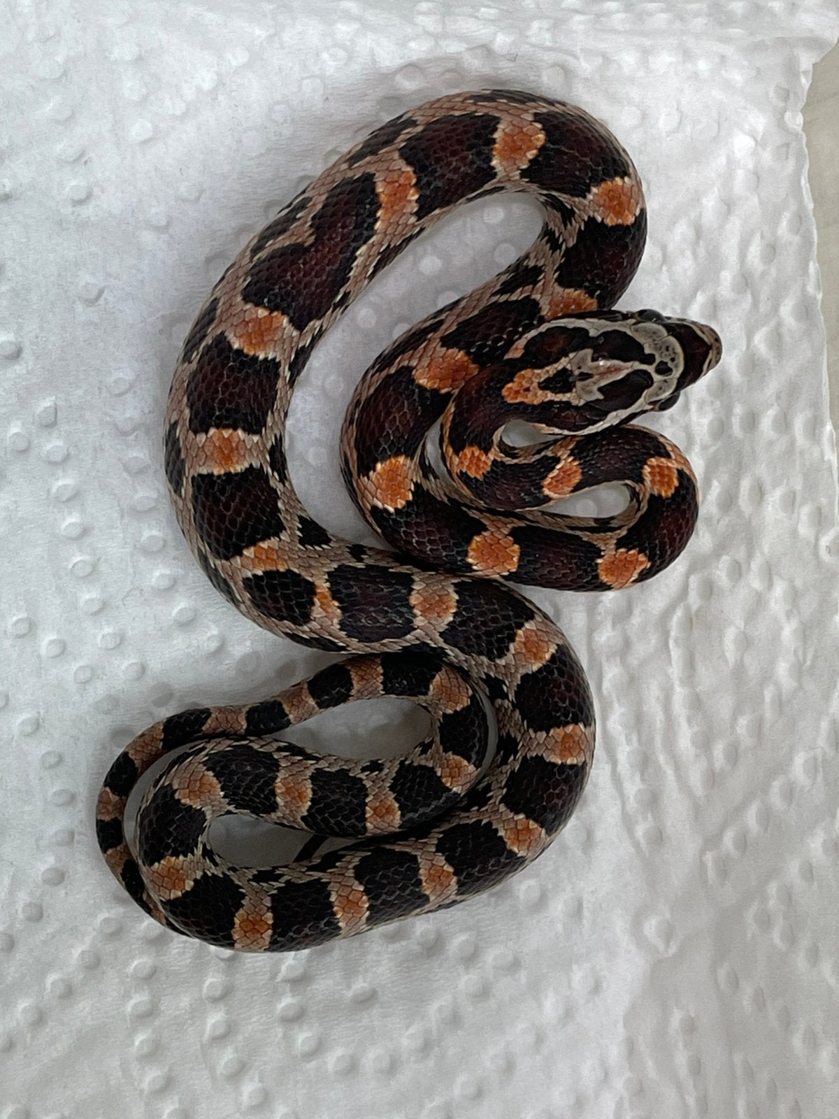 Pantherophis guttatus Abbott Okeetee nk26, Slang, 0 tot 2 jaar
