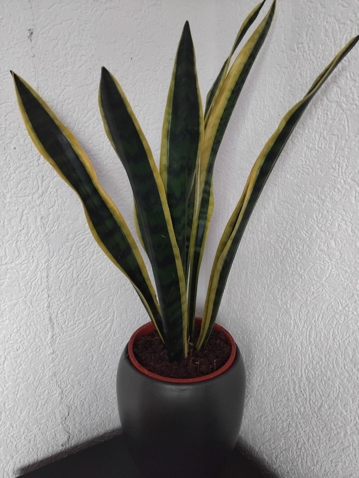 GROTE GRIJZE HOGE POT MET SANSEVIERIA, Ophalen, Volle zon, Minder dan 100 cm