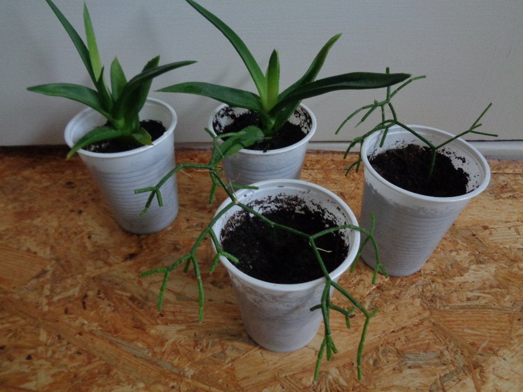 stekken stekjes ALWORTHIA BLACK GEM + KORAALCACTUS, Ophalen of Verzenden, Halfschaduw, Minder dan 100 cm
