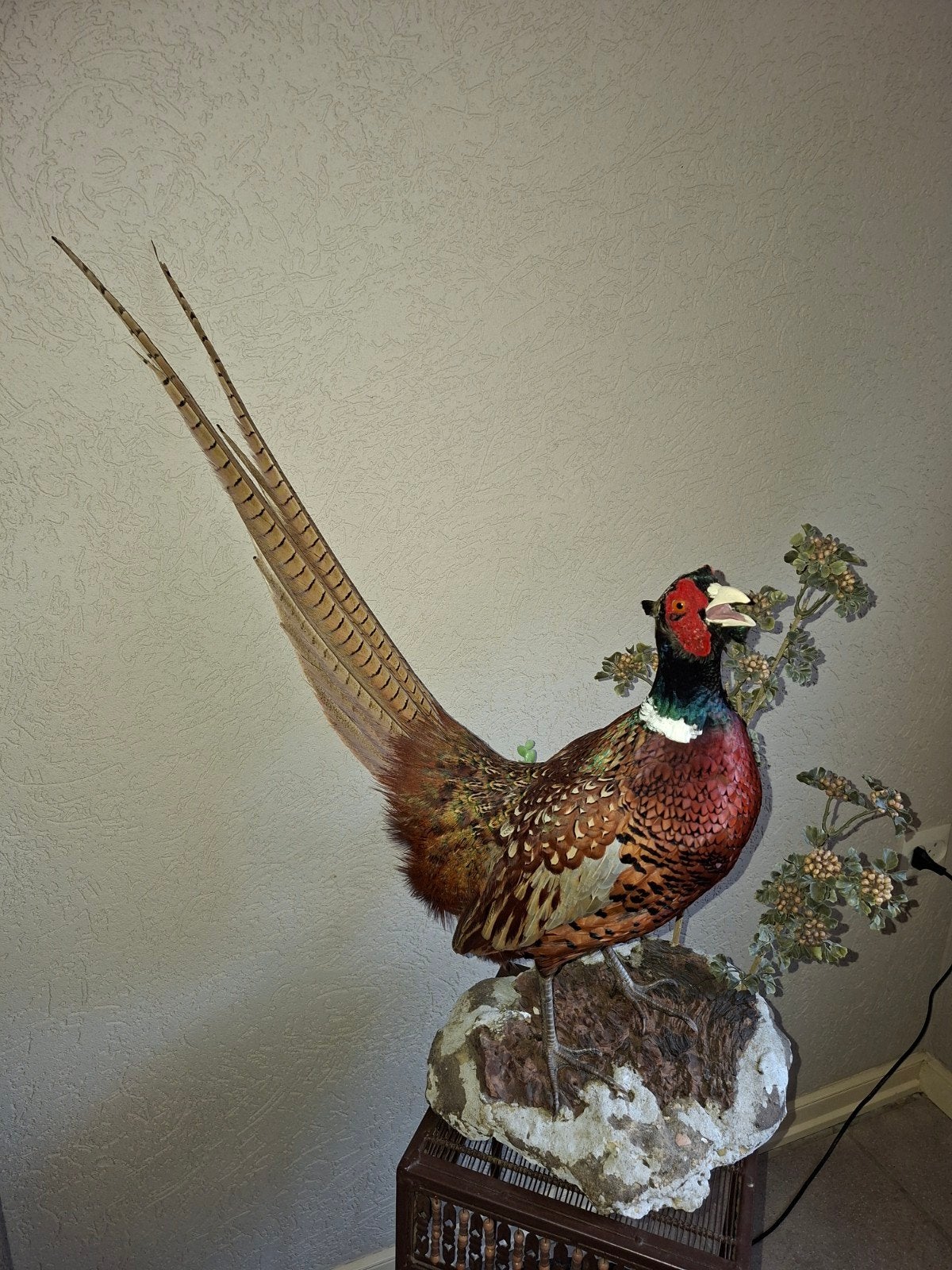 Opgezette Fazant - taxidermie Prachtige Decoratie, Ophalen, Nieuw, Vogel, Opgezet dier