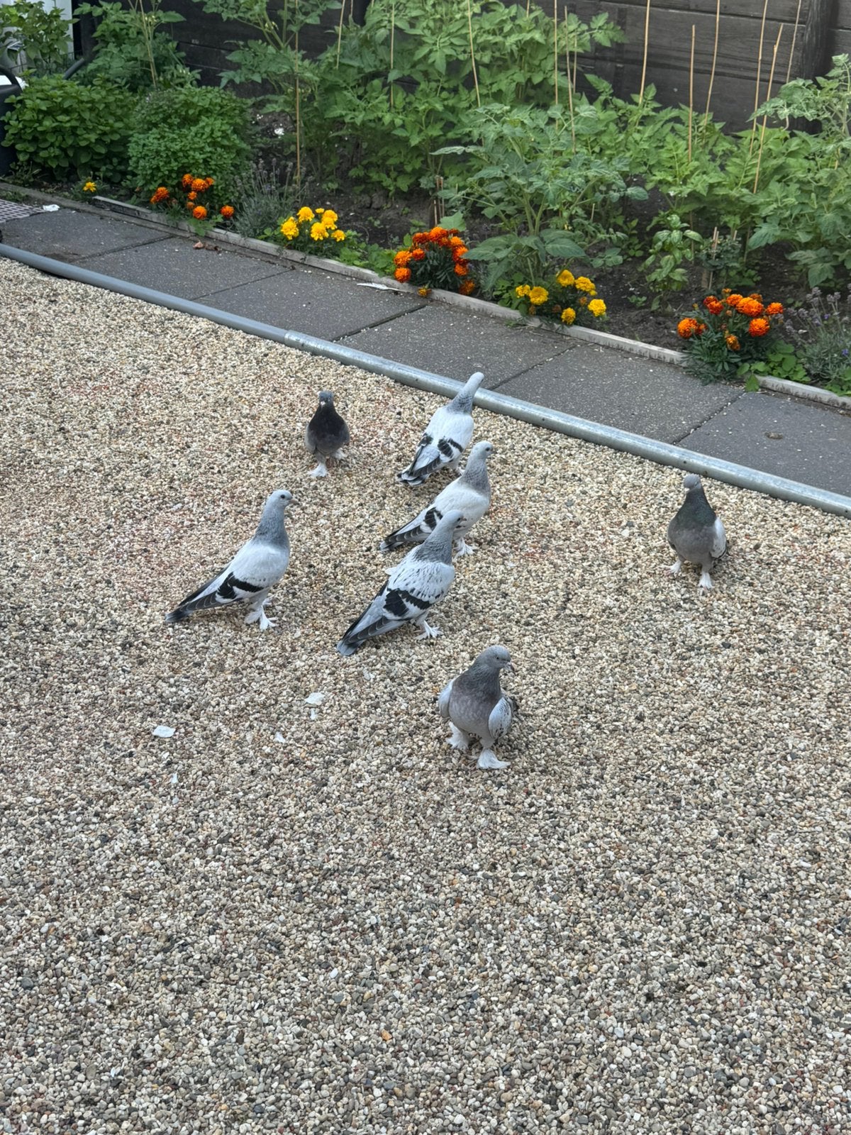 Takla, Meerdere dieren