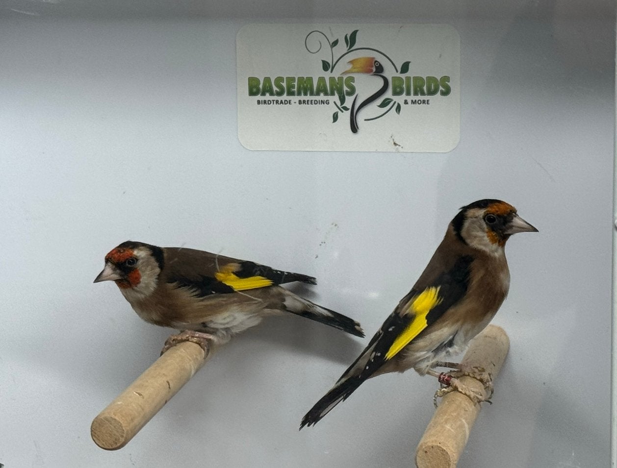 Bloemputters - Carduelis carduelis, Dieren en Toebehoren, Vogels | Overige Vogels, Meerdere dieren, Wildzangvogel, Geringd