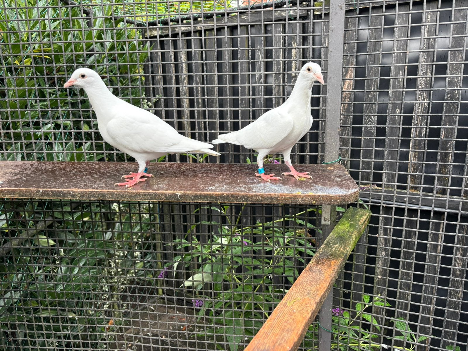Witte postduiven, duiven, kleurpostduiven, Meerdere dieren, Postduif