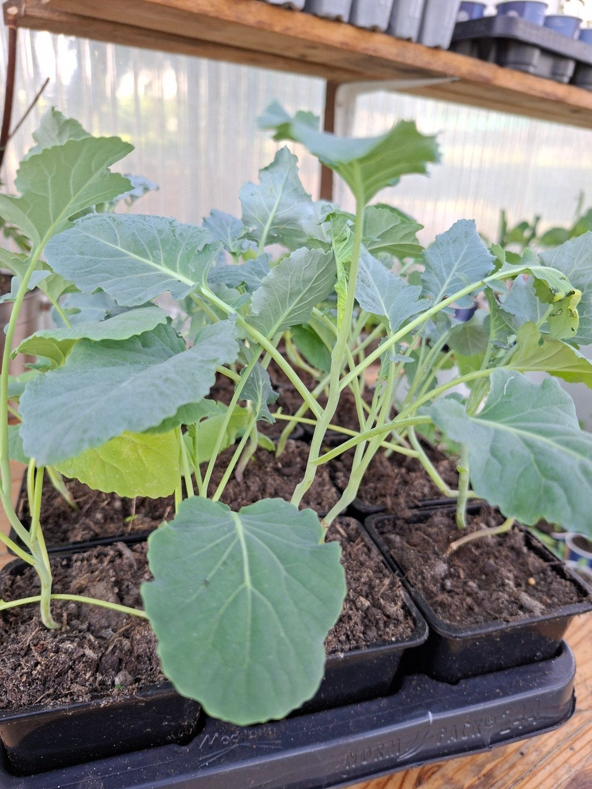 Broccolu plantjes - Vers en klaar om te planten!, Tuin en Terras, Ophalen, Eenjarig, Groenteplanten, Volle zon