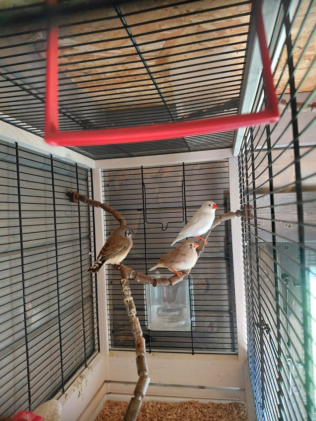 zebravinken, Meerdere dieren, Geringd