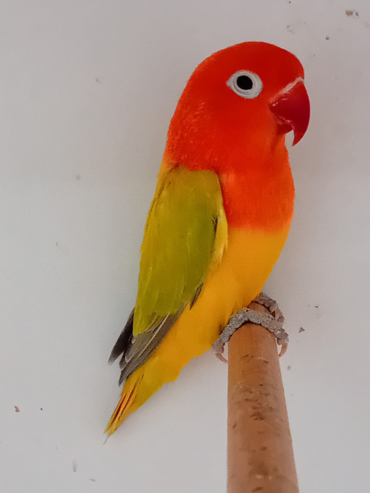 dilute opaline euwing pop, Dieren en Toebehoren