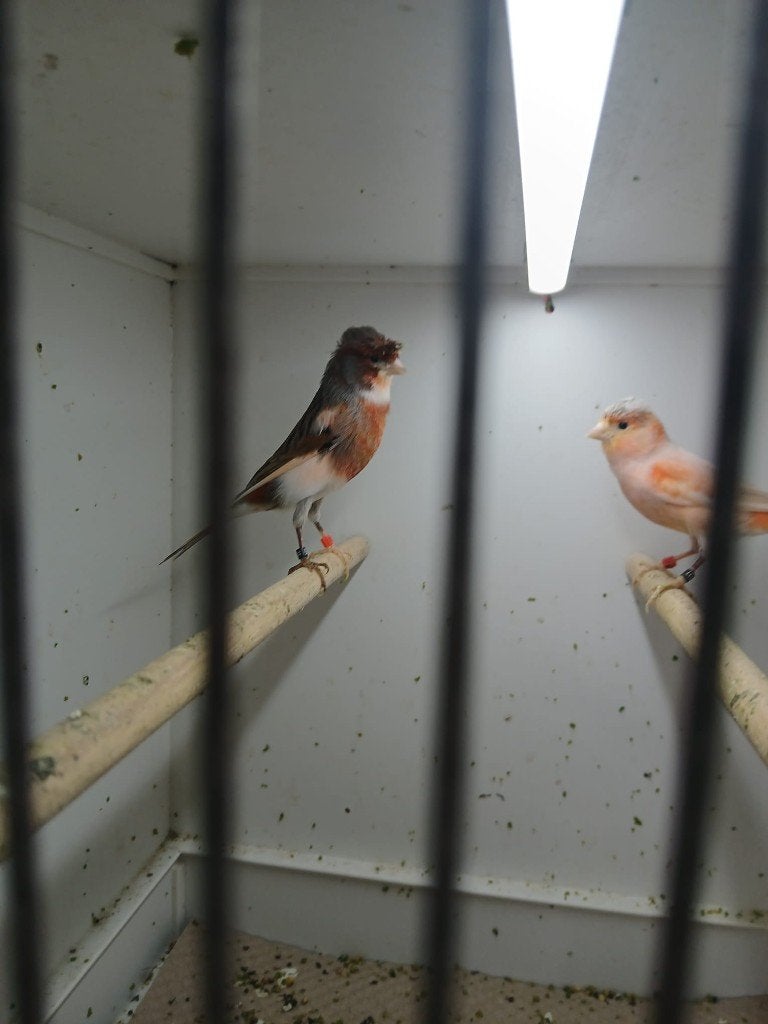 Harlekijn kanaries, Dieren en Toebehoren, Vogels | Kanaries, Meerdere dieren, Kleurkanarie