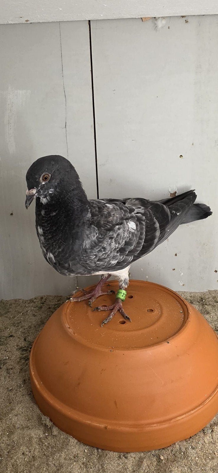 Pakistaanse hoogvlieger x ierse tippler doffer, Dieren en Toebehoren, Vogels | Duiven, Mannelijk, Overige soorten
