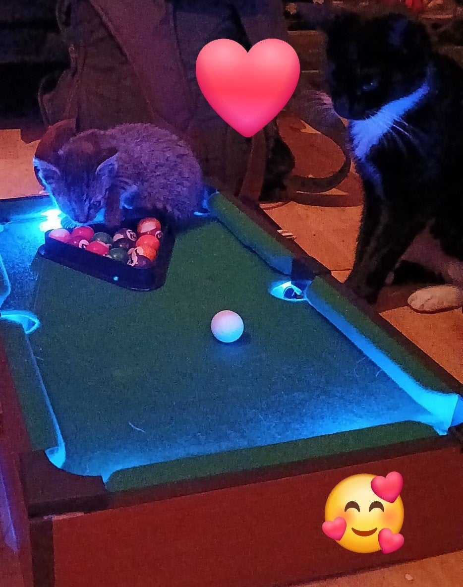 kitten, Poes