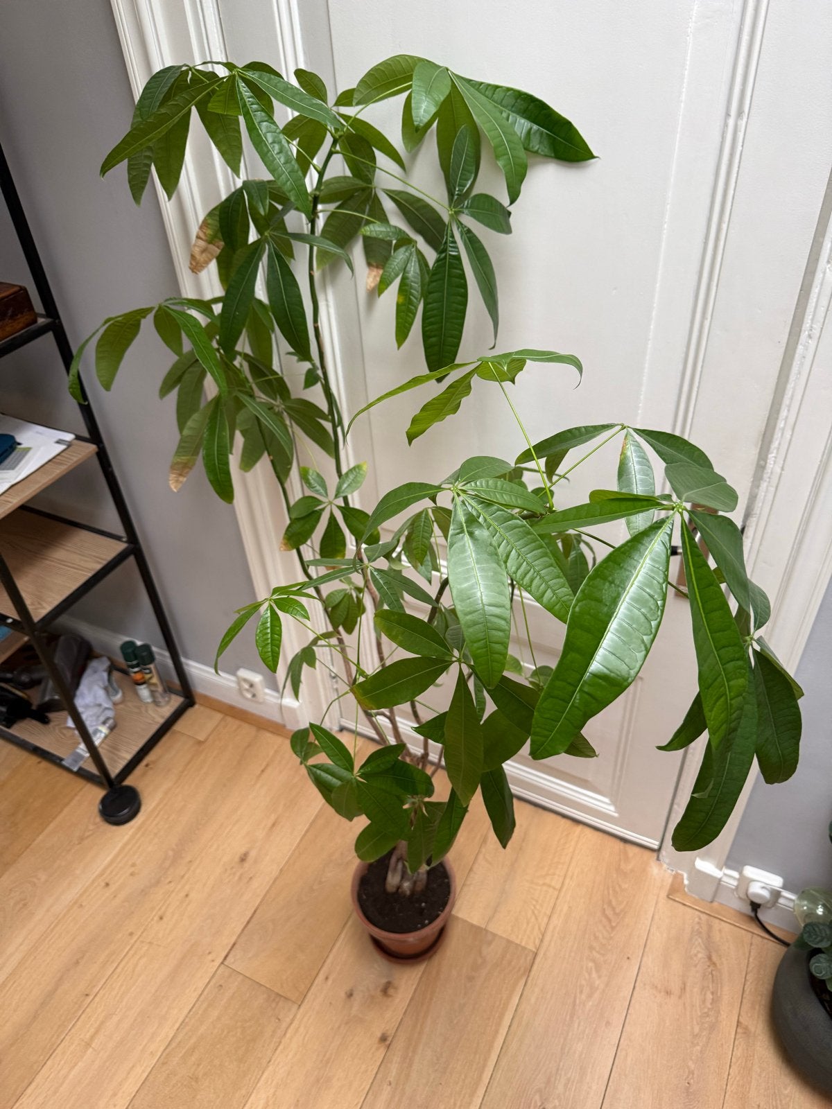 Grote Pachira Aquatica (geldboom) in pot, Ophalen, Overige soorten, Halfschaduw, In pot