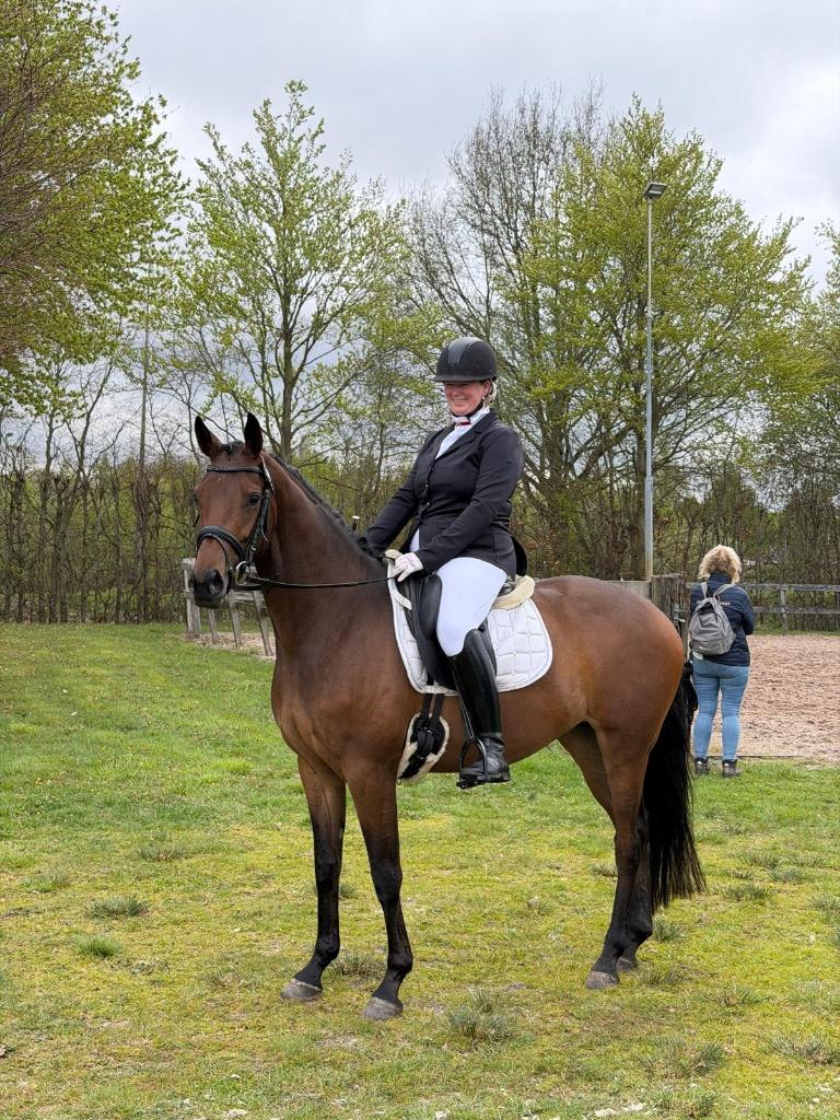 Zeer knappe 5 jarige veelzijdige merrie Incognito x United, Dieren en Toebehoren, Merrie, Met stamboom, Dressuurpaard, 3 tot 6 jaar