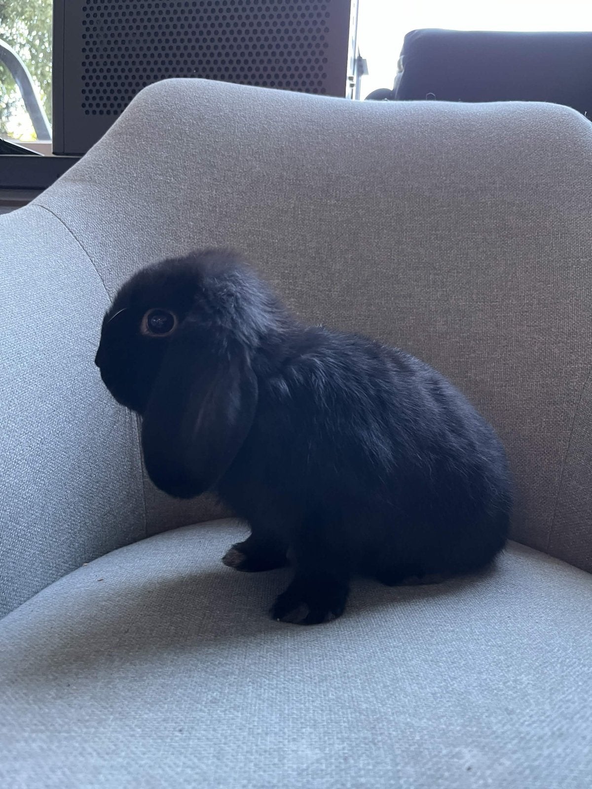 Ik heb twee kleine konijntjes die ik weg wil geven., Dieren en Toebehoren, Konijnen, Mannelijk, Dwerg, Hangoor, 0 tot 2 jaar
