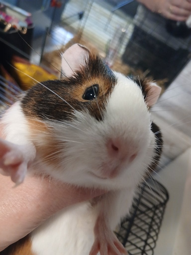 Cavia zeugje, Dieren en Toebehoren, Knaagdieren, Cavia, April, Vrouwelijk, Tam