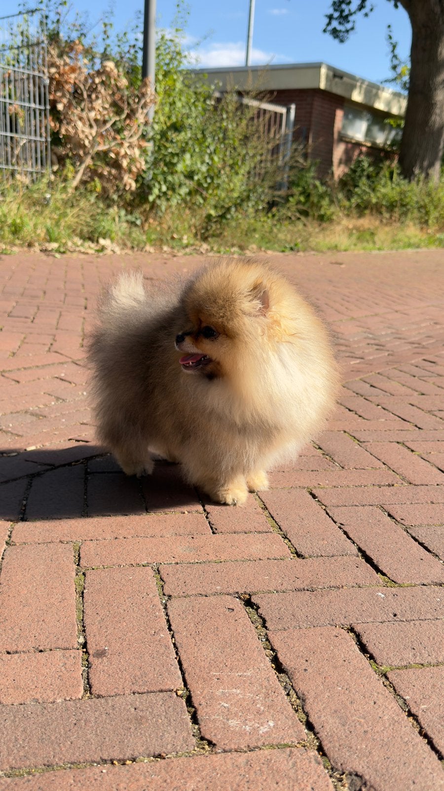 Prachtige Pomeranian reutje uit geteste ouders | NL geboren, Parvo, Keeshond, 8 tot 15 weken, Meerdere