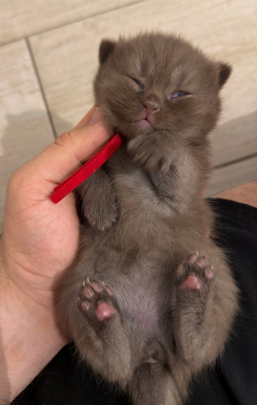 British Shorthair Cinnamon + Chocolate + Fawn, Dieren en Toebehoren, Katten en Kittens | Raskatten | Korthaar, Poes, Met stamboom