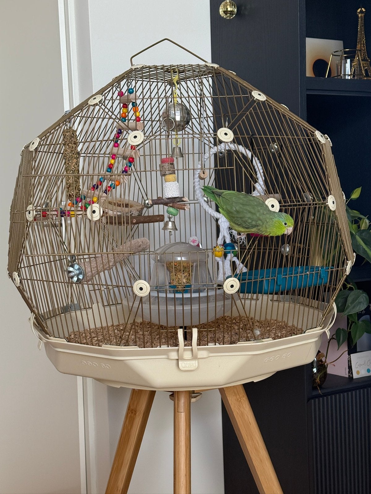 Forpus met Omlet Geo Vogelkooi, Vrouwelijk